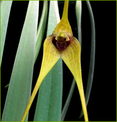 Masdevallia