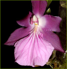 Miltonia