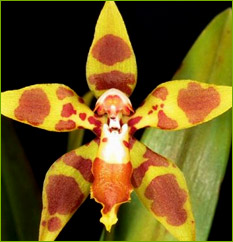 Odontoglossum 