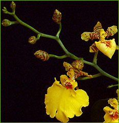 Oncidium