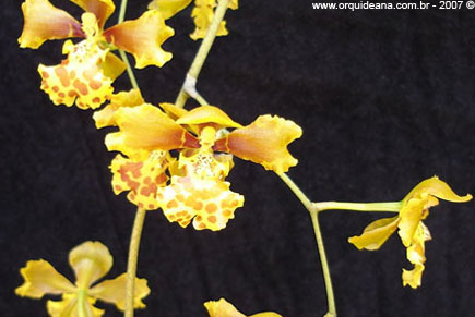 Oncidium