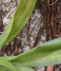 orquídea doente