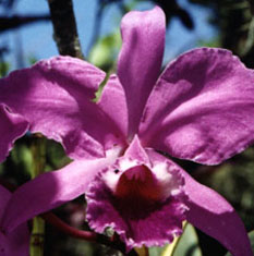 Cattleya