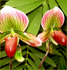 Paphiopedilum