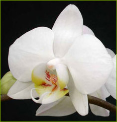 Phalaenopsis