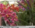 flores fantásticas